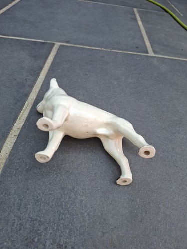 English bull terrier - terrier,