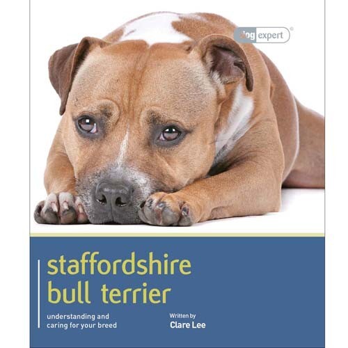 Staffordshire bull terrier - staffordshire,