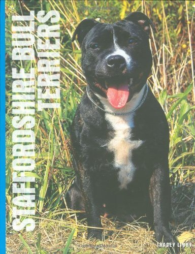 Staffordshire bull - staffordshire,