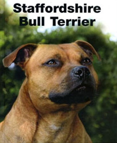 Staffordshire bull terrier - terrier,