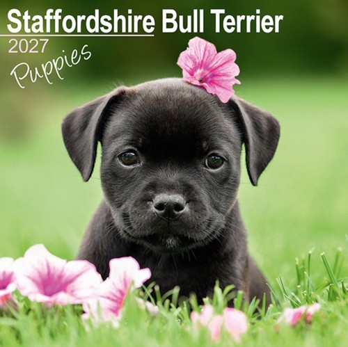 Staffordshire bull terrier - bull,