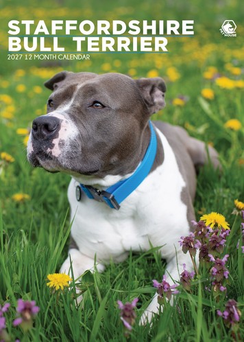Staffordshire bull terrier - staffordshire, dog