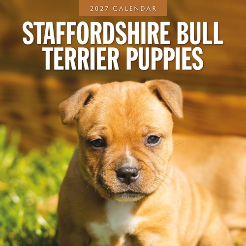 Staffordshire bull terrier - staffordshire,
