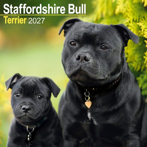 Staffordshire bull terrier - bull,