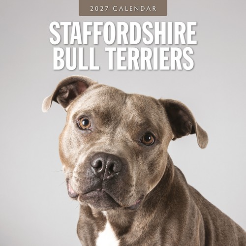 Staffordshire bull terriers - bull,