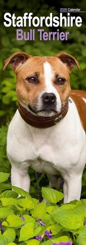 Staffordshire bull terrier - staffordshire,