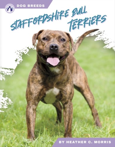 Staffordshire bull terriers - bull,