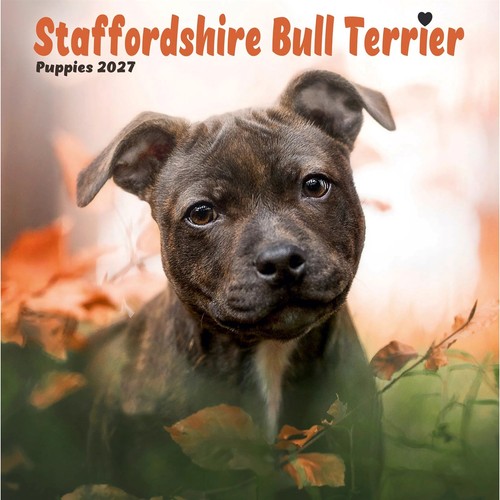 Staffordshire bull terrier - bull,