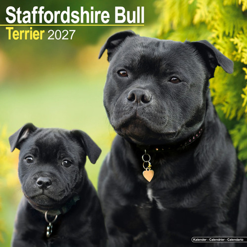 Staffordshire bull terrier - staffordshire,