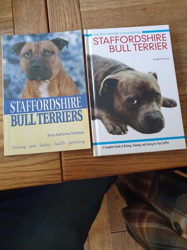 Staffordshire bull terrier - bull,