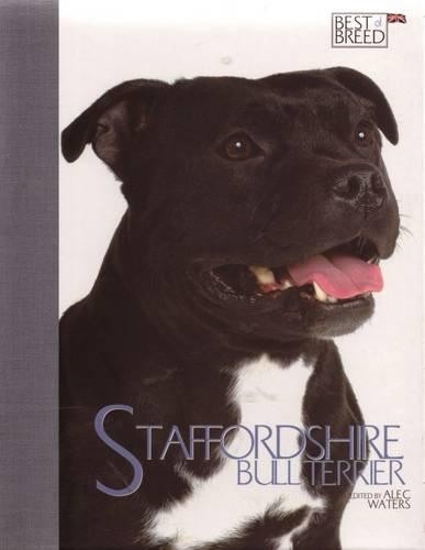 Staffordshire bull terrier - staffordshire,