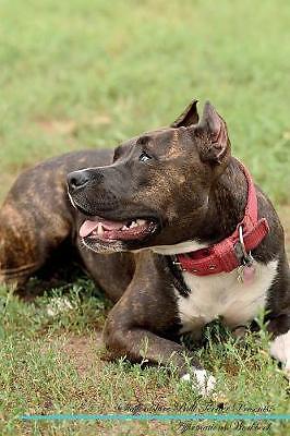 Staffordshire bull terrier - staffordshire,