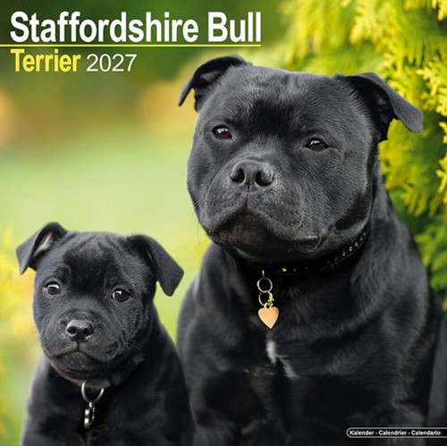 Staffordshire bull terrier - bull,